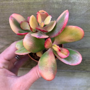 RARE 1 x head stem cutting of Crassula ovata ‘hummels ghost’ Variegated Plant Succulent Plant