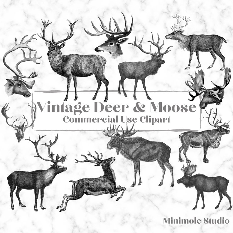 Vintage Animal Clipart Bundle Farm Safari Woodland Fish Etsy UK