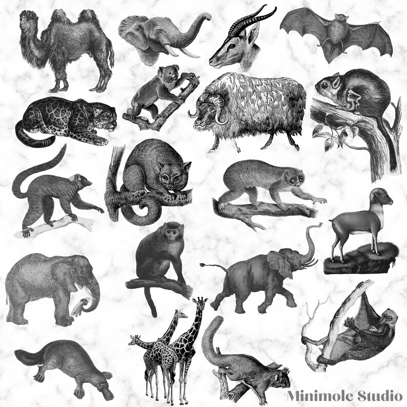 Vintage Animal Clipart Animal Illustration Antique Art Etsy