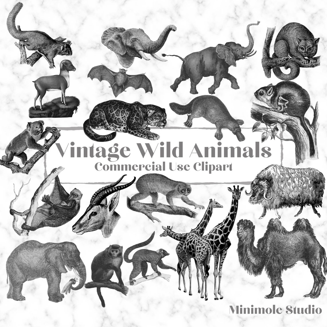 Vintage Animal Clipart Bundle Farm Safari Woodland Fish | Etsy