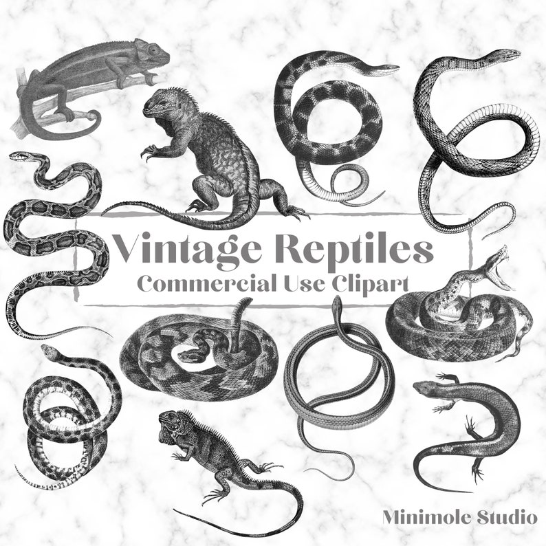 Vintage Animal Clipart Bundle Farm Safari Woodland Fish Etsy UK
