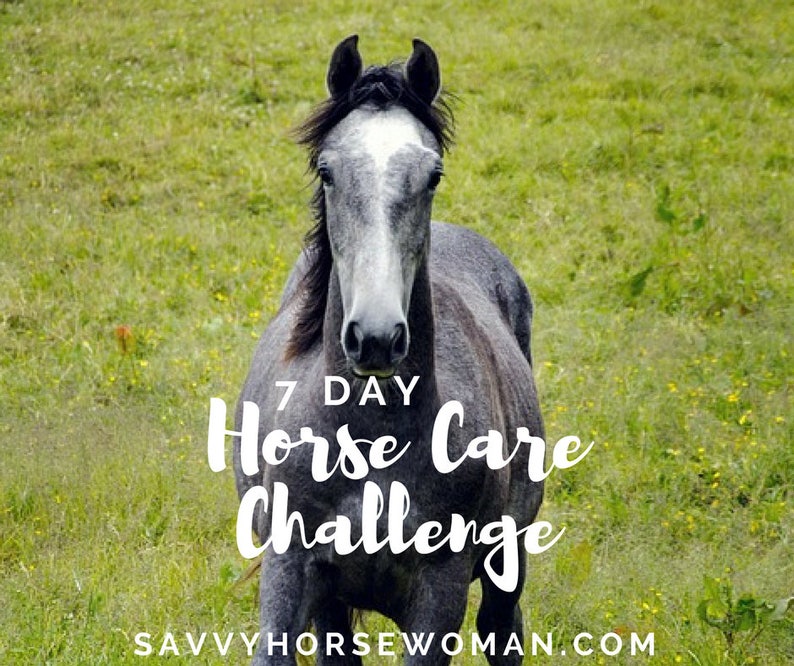Horse Care Challenge Horse E Course Horse Challenge Etsy
