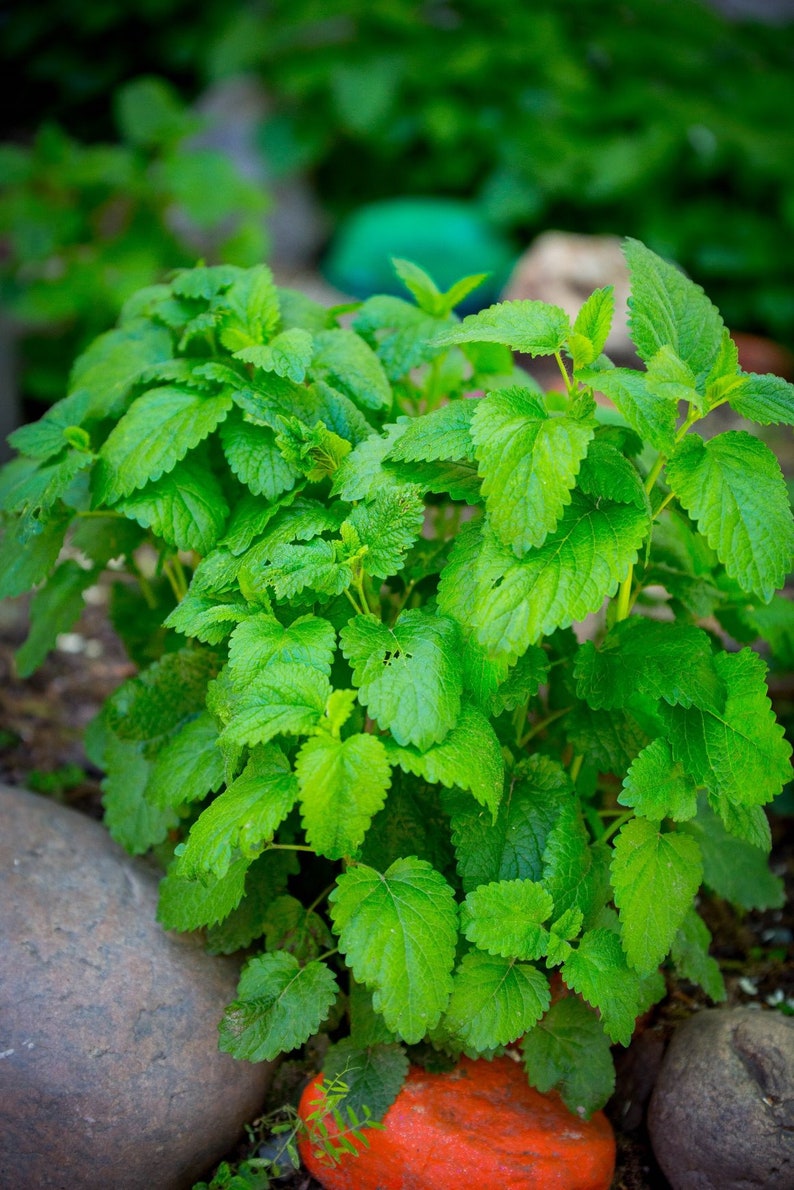 Herbal Postpartum Healing Bath Tea Herbs Grown on Our Etsy
