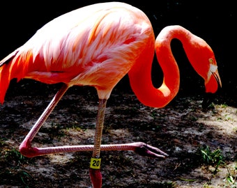 Flamingo Be Yourself Unique VINTAGE ENAMEL METAL TIN SIGN WALL PLAQUE