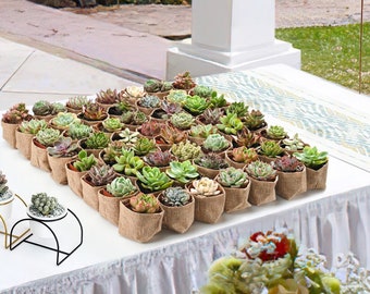 Succulent Favors--100 Succulents(10 Varieties)+100 Mini Burlap Bags--Party Favros,Baby Shower Favor,Wedding Party Favors,Bridal Shower Favor