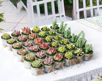 20/60 Bulk Succulent Favor, DIY Your Succulent Favor Gifts--Wedding Party/Bridal Shower/Baby Shower Favors--Live Succulent Plants,Plant Gift
