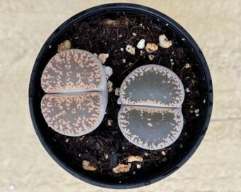 Live Plant Lithops Lesliei--Live Stone, Live Succulent, Rooted in 2" Nursery Pots,Living Stones,Plant Gift, Garden Decoration