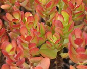 Succulent Crassula Ovata Crosby 39 s Compact Jade baby jade plant 5 healthy fresh cuttings