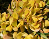 Succulent Crassula Ovata Hummel sunset golden jade plant 3 healthy fresh cuttings