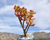Succulent Crassula ovata Crosby 39 s Compact Baby Jade Minima Jade bonsai plant