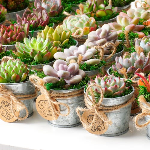 24/36 Packs Succulents & Mini Metal Bucket, Graduation Favors | Wedding  Party | Baby Shower | Bridal Shower Favor | Father's Day Gift - Etsy