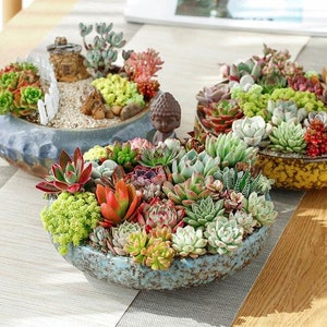 Bulk Succulent Plants, Live Rare Assorted Succulent. For Bridal Shower Favors Succulent Gifts, Wedding Shower Favors, Baby Shower Favors image 9