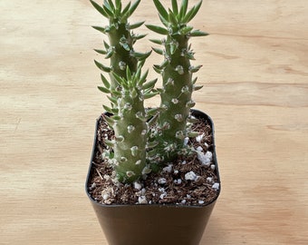 Eve's Needle--Live Cactus Plant(Austrocylindropuntia subulata) Rooted in 2" Pot-- Could be Your Natural Fence