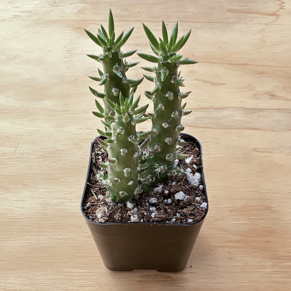 Eve's Needle--Live Cactus Plant(Austrocylindropuntia subulata) Rooted in 2" Pot-- Could be Your Natural Fence