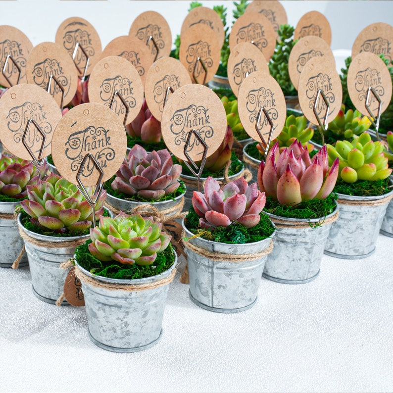 5/10/20/25/30 Bulk Succulent FavorWedding Party Favor,Bridal Shower Favor,Baby Shower FavorLive Succulent PlantMini BucketsAccessaries image 4