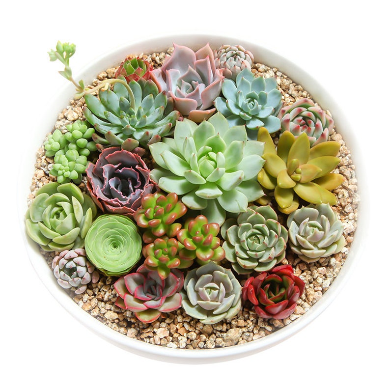 Bulk Succulent Plants, Live Rare Assorted Succulent. For Bridal Shower Favors Succulent Gifts, Wedding Shower Favors, Baby Shower Favors image 8