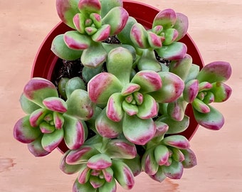 Succulent Plant--4" Sedum lucidum 'Obesum'--Multi-Head Rooted in 4'' Planter-- Great Succulent Favor Gift, Plant lover Gift, Hardy Succulent