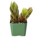 see more listings in the Succulents-2" NurseryPot section