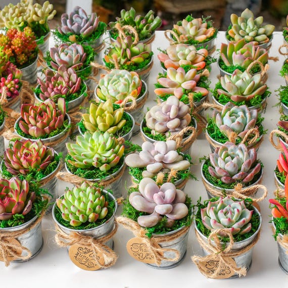 60-300 Bulk Succulent Favor--live Succulent Plant, Wedding Party | Bridal  Shower | Baby Shower | Graduation Favors | Father's Day Gift - Etsy