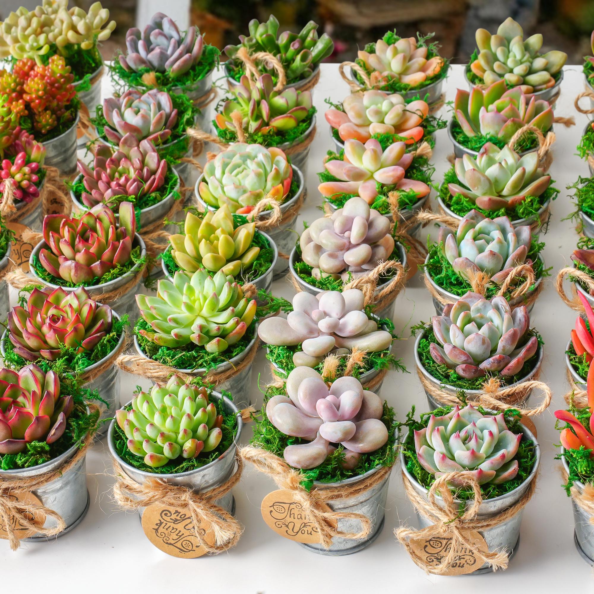 60-300 Bulk Succulent Favor--live Succulent Plant, Wedding Party | Bridal  Shower | Baby Shower | Graduation Favors | Father's Day Gift - Etsy