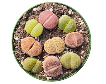 9 Live Rare Lithops Succulent Plant | Rooted in 4'' Container | Perfect for Lithops Enthusiasts | Home Garden Decor | Succulent Gift