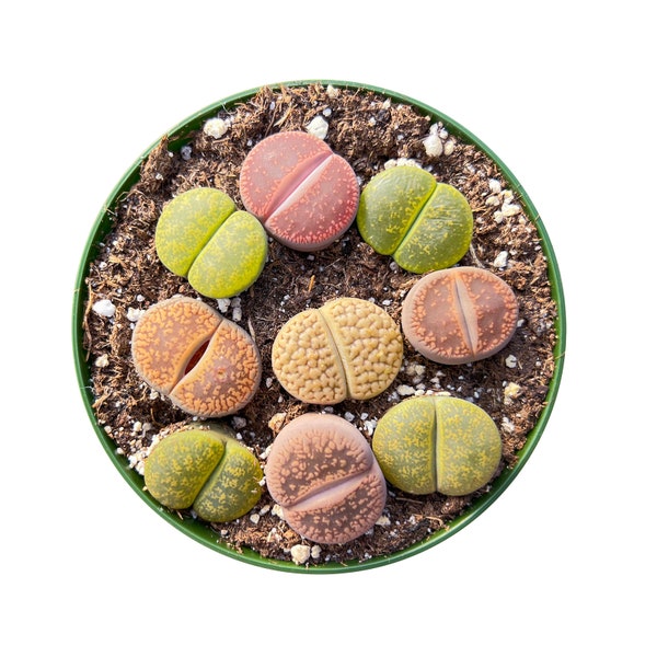 9 Live Rare Lithops Succulent Plant | Rooted in 4'' Container | Perfect for Lithops Enthusiasts | Home Garden Decor | Succulent Gift