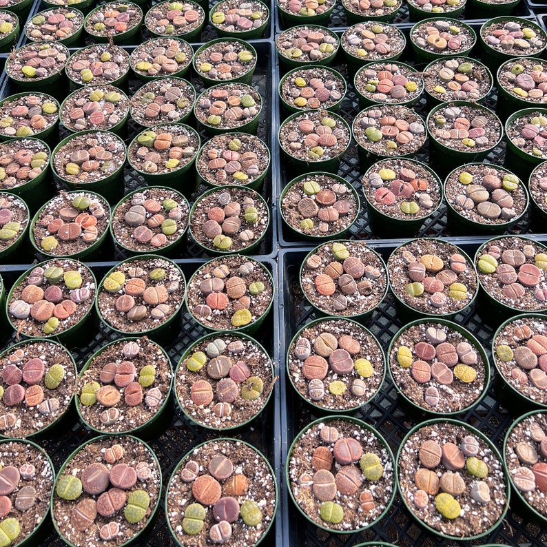 9 Live Rare Lithops Succulent Plant Rooted in 4'' Container Perfect for Lithops Enthusiasts Home Garden Decor Succulent Gift Bild 4