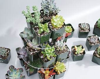 その他多肉植物 vegas and Hayford Set of 10 plants each Amazon.com : Haworthia Hybrids Succulents Mix (30+ Seeds