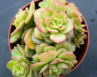 Succulent Plant--4" X Sedeveria Rolly--Rooted in 4" Plant Pot--Rare Succulent Plants For Succulent Lover, Indoor Decor,Garden Decor