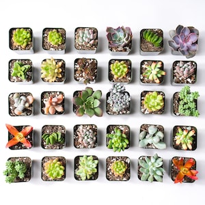 80 Packs Succulent Plants(10 Varieties), Live 2'' Succulents Assorted. Bridal/Baby Shower Favors Gifts For Guests.