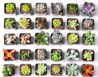 80 Packs Succulent Plants(10 Varieties), Live 2'' Succulents Assorted. Bridal/Baby Shower Favors Gifts For Guests.