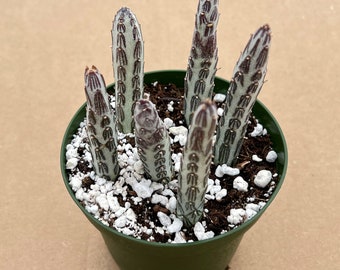 Succulent Plant--Senecio Stapeliiformis--Rooted in 4"Pot--For Succulent Lovers, Garden Decor Plant