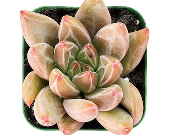 Psyche--Live Fresh Rare Echeveria Succulent Rooted in 2" Planter. For Indoor Outdoor Decor/ Succulent Gift/ Party Favor