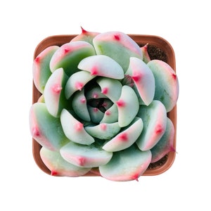 Succulent Plant, Live Rare Echeveria 'Chihuahuaensis' Fully Rooted in 2 inch Planter, Perfect for Wedding Party Garden Decor, Plant favor