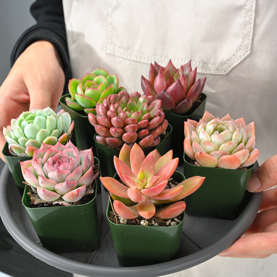 Succulentes, Cactus, Plante aérienne, Forfait de soins, Bracelet