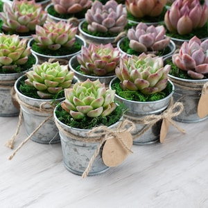 5/10/20/25/30 Bulk Succulent FavorWedding Party Favor,Bridal Shower Favor,Baby Shower FavorLive Succulent PlantMini BucketsAccessaries zdjęcie 1