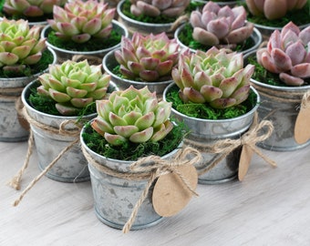 5/10/20/25/30 Bulk Succulent Favor--Wedding Party Favor,Bridal Shower Favor,Baby Shower Favor--Live Succulent Plant+Mini Buckets+Accessaries