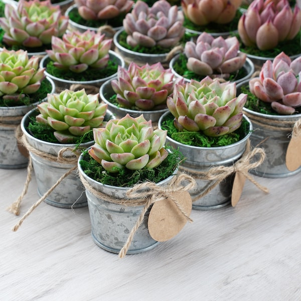 5/10/20/25/30 Bulk Succulent Favor--Wedding Party Favor,Bridal Shower Favor,Baby Shower Favor--Live Succulent Plant+Mini Buckets+Accessaries