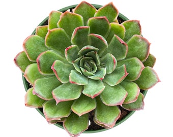 Love Letter--4" Echeveria Succulent Plant Fully Rooted in 4'' Planter-- A Gift that Grows,Christmas Succulent Plant,Succulent Gift
