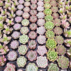 May include: A collection of small potted succulent plants arranged in a grid. The succulents feature rosette-shaped leaves in various shades of light green, soft pink, and pale purple, each planted in individual black plastic nursery containers.