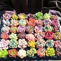 Bulk Succulent Plants, Live Rare Assorted Succulent, Succulent Gifts for Wedding Shower | Baby Shower | Bridal Shower | Party Favors