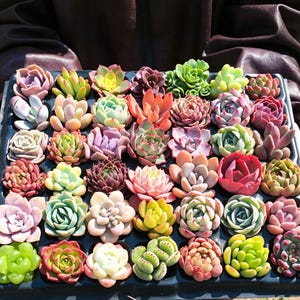 斑入りアロカシア・スティングレイ | 4インチ鉢植え熱帯観葉植物