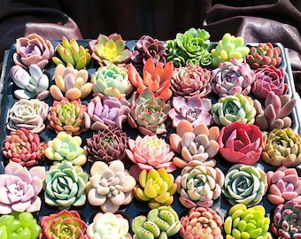 Bulk Succulent Plants, Live Rare Assorted Succulent, Succulent Gifts for Wedding Shower | Baby Shower | Bridal Shower | Party Favors
