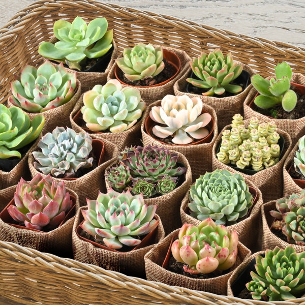 36/40/60/80/100/150/200/300 Live Succulent Favors, DIY Your Succulent Favor Gift--Wedding Party Favors,Baby Shower Favor,Bridal Shower Favor