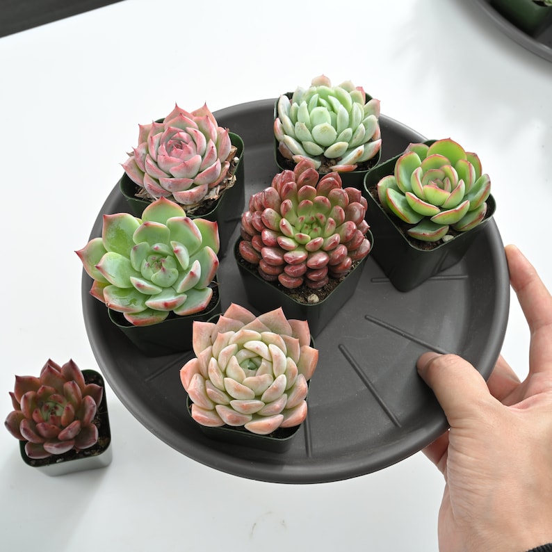 DesertViewCactus Rosette Succulent Plants - Thumbnail 3