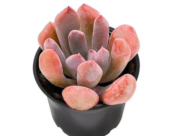 New Echeveria 'Cupid' Succulent Plant | Graptoveria 'Topsy Debbi' | Graptoveria Lilac Spoons | Rooted In 2'' Planter | Plant Gift