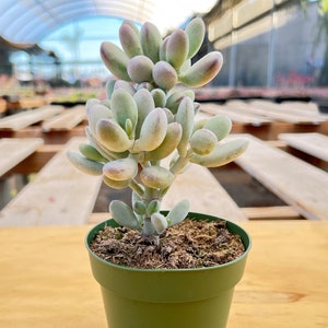 Cotyledon Orbiculata cv--Succulent Plant Rooted in 4&quot; Pot-- Plant Lover Gift Home décor.Housewarming Gift.Friendship Gift.Let Love Grow