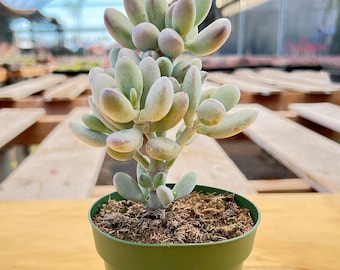 Cotyledon Orbiculata Succulent in 4" Pot - Plant Lover Gift, Office Decor | Party Favors