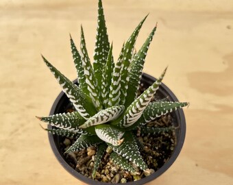 Big Band--Succulent Plant (Haworthia fasciata)  Fully rooted in 4'' Planter Pot-- For Succulent Lover. Garden Decoration