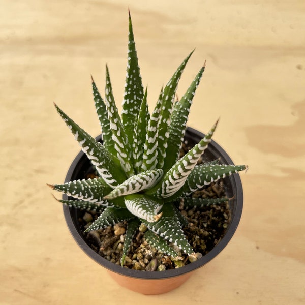 Big Band--Succulent Plant (Haworthia fasciata)  Fully rooted in 4'' Planter Pot-- For Succulent Lover. Garden Decoration